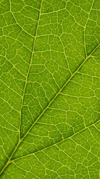 Fresh Leaf Ornamental Shrub Close Light Green Mosaic Pattern Veins — ストック写真
