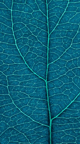 Leaf Fruit Tree Close Dark Blue Turquoise Tinted Mosaic Pattern — Stockfoto