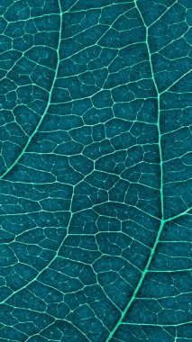 Meyve yaprağı yakın plan. Koyu mavi ve turkuaz renkli mozaik damarlar ve bitki hücreleri. Cep telefonu duvar kağıdı. Çiçek temasının dikey soyut arka planı. Makro