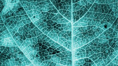 Yakın plan bir ağaç yaprağı. Tek renkli bitki arka planı ya da duvar kağıdı. Mozaik mavi ya da turkuaz damarlar ve bitki hücreleri. Röntgene benzeyen alışılmadık karanlık bir arka plan. Makro