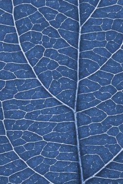 Meyve yaprağı yakın plan. Damarların ve bitki hücrelerinin mavi renkli mozaik deseni. Çiçek temalı soyut monokrom jenerik gri arka plan. Dikey yaz arkaplanı. Makro