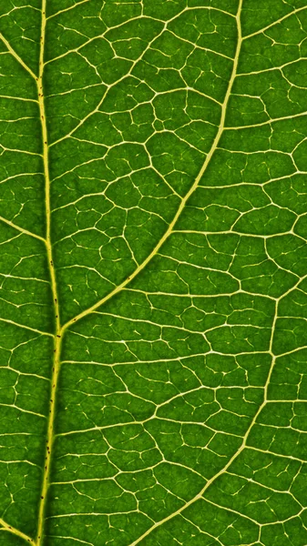 果物の木の新鮮な葉を閉じる 静脈と植物細胞の緑と黄色のモザイクパターン 美しい夏の携帯電話の壁紙 花をテーマにした明るい抽象的な垂直背景 マクロ — ストック写真