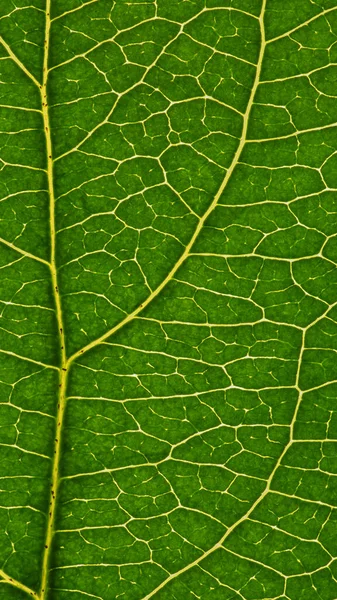 Vers Blad Van Fruitboom Close Groen Geel Mozaïek Patroon Van — Stockfoto