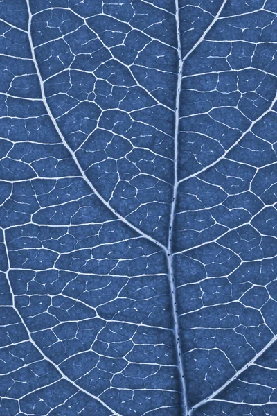 果物の木の葉を閉じます 静脈と植物細胞の網の青い着色モザイクパターン 花をテーマにしたモノクロームの一般的なグレーの背景 垂直夏の背景 マクロ — ストック写真