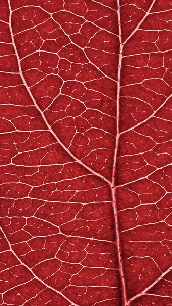Leaf Fruit Tree Close Red Tinted Mosaic Pattern Net Veins — Stock Photo, Image