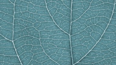 Meyve yaprağı yakın plan. Damarların ve bitki hücrelerinin açık gri mozaik deseni. Çiçek temalı soyut tek renkli soluk mavi arkaplan. Yaz duvar kağıdı. Makro