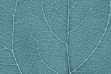 Meyve yaprağı yakın plan. Damarların ve bitki hücrelerinin açık gri mozaik deseni. Çiçek temalı soyut tek renkli soluk mavi arkaplan. Yaz duvar kağıdı. Makro