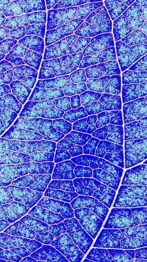 Meyve yaprağı yakın plan. Canlı mavi mozaik mozaik şablon bir damar ve bitki hücreleri ağı. Akılda kalıcı cep telefonu duvar kâğıdı. Soyut dikey arkaplan. Makro