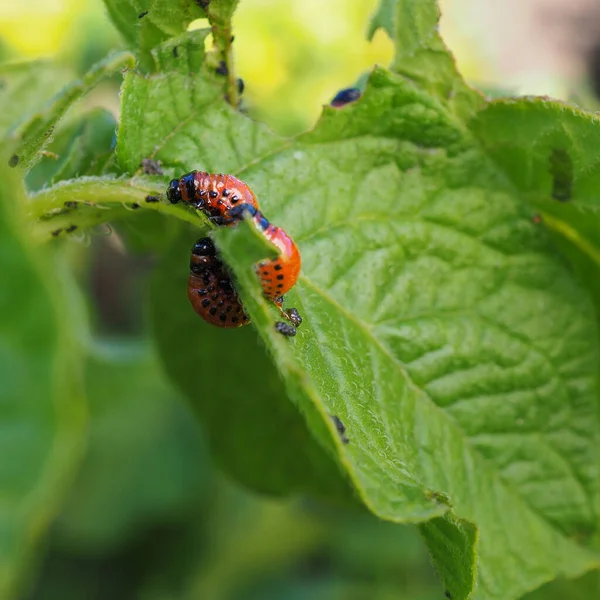 Verschillende Colorado Keverlarven Eten Het Aardappelblad Een Close Een Heldere — Stockfoto