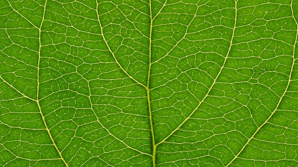 果物の木の新鮮な葉を閉じる 静脈と植物細胞の緑と黄色のモザイクパターン 花のテーマの抽象的な自然な背景やデスクトップの壁紙 美しい夏の壁紙 マクロ — ストック写真