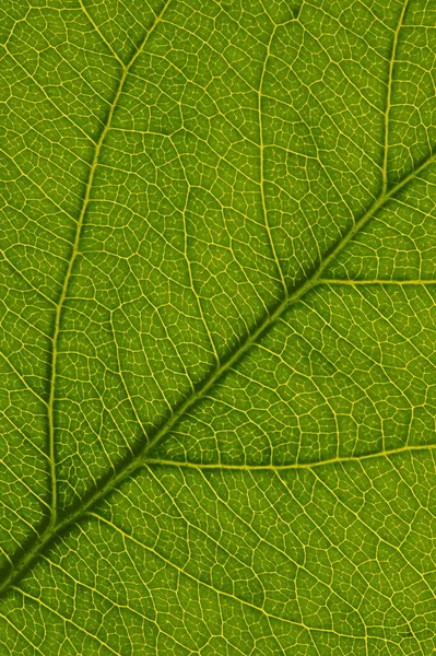 果物の木の新鮮な葉を閉じます 黄色の静脈と緑の植物細胞の網のモザイクパターン 花をテーマにした抽象的な背景 美しい垂直夏の背景 マクロ — ストック写真