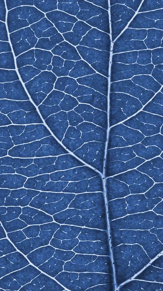 果物の木の葉を閉じます 静脈と植物細胞の網の青い着色モザイクパターン 花の携帯電話の壁紙 概要縦型一般灰色の背景 マクロ — ストック写真