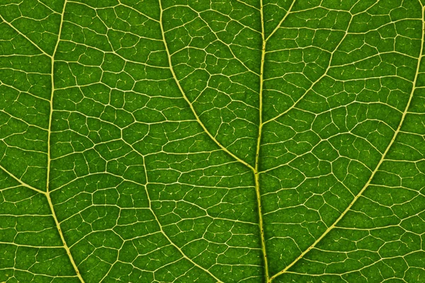 果物の木の新鮮な葉を閉じる 静脈と植物細胞の網の緑と黄色のモザイクパターン 花をテーマにした抽象的な自然背景 美しい夏の壁紙 マクロ — ストック写真