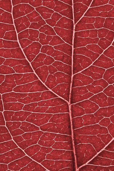 Hoja Árbol Frutal Cerca Patrón Mosaico Teñido Rojo Una Red —  Fotos de Stock