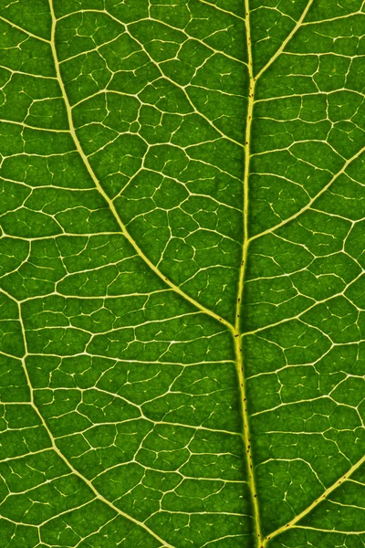 果物の木の新鮮な葉を閉じる 静脈と植物細胞の網の緑と黄色のモザイクパターン 花をテーマにした抽象的な自然背景 垂直夏の壁紙 マクロ — ストック写真