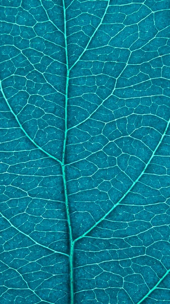 Hoja Árbol Frutal Cerca Patrón Mosaico Teñido Turquesa Venas Células — Foto de Stock