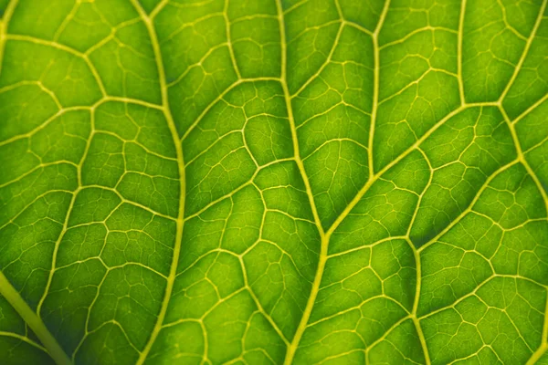 Hoja Planta Fresca Cerca Sol Patrón Mosaico Células Verdes Venas — Foto de Stock