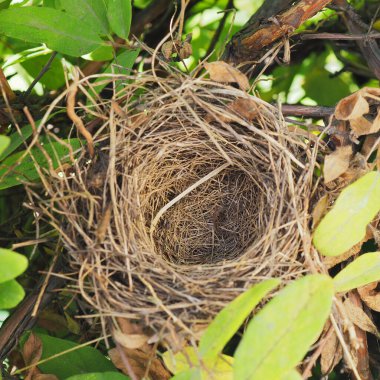 Dallardan ve hanımeli çalılarından yapılmış yapraklardan oluşan boş bir kuş yuvası. Kare resimleme