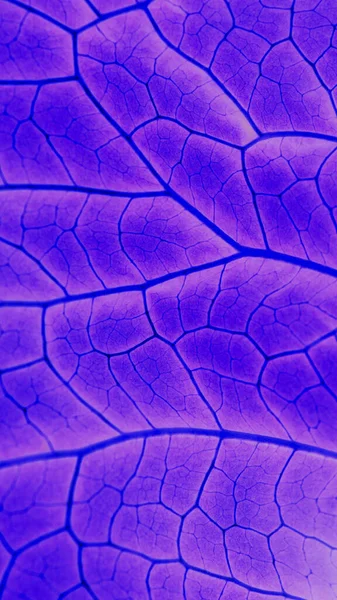Lístek Rostliny Těsné Blízkosti Obrácené Modré Fialové Svislé Pozadí Mozaikový — Stock fotografie