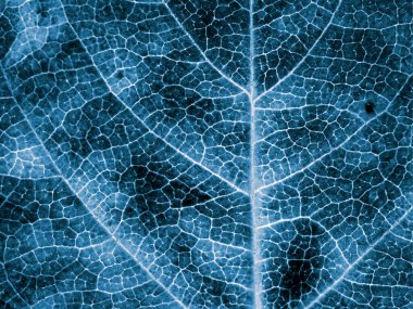 Ağaç yaprağı kapat. Koyu mavi bitki arka planı ya da duvar kağıdı. X-ray görüntüsüne benzer soyut bir mozaik desen. Etkileyici ve dramatik monokrom sonbahar arkaplanı. Makro