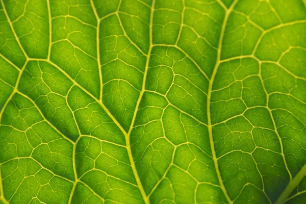 Hoja Planta Fresca Cerca Sol Patrón Mosaico Células Verdes Venas —  Fotos de Stock