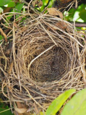 Dallardan ve hanımeli çalılarından yapılmış yapraklardan oluşan boş bir kuş yuvası. İpotekle ilgili dikey illüstrasyon. Konut kredisi, inşaat, satın alma ve satma