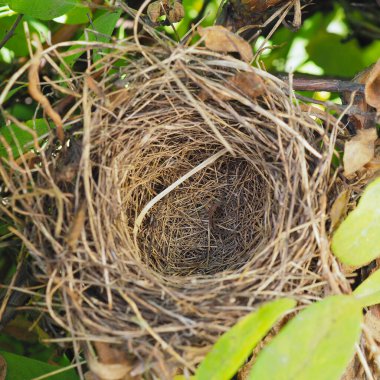 Dallardan ve hanımeli çalılarından yapılmış yapraklardan oluşan boş bir kuş yuvası. Ev kredisi hakkında kare çizim. Konut kredisi, inşaat, satın alma ve satma