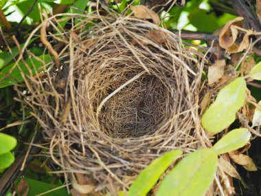 Dallardan ve hanımeli çalılarından yapılmış yapraklardan oluşan boş bir kuş yuvası. İpotekle ilgili bir ilüzyon. Konut kredisi, inşaat, satın alma ve satma