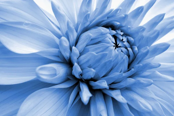Цветочный Фон Лепестки Далии Светлом Крупном Плане Голубые Тонированные Нежные — стоковое фото
