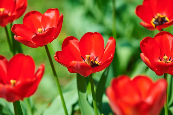 Red flower tulip closeup in field — Stock Photo, Image