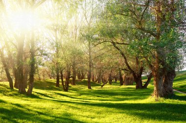 Ormandaki, güneş ışığı ile glade ağaç gölge günbatımı