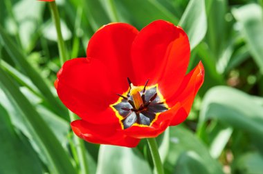 Kırmızı çiçek Lale closeup alanındaki