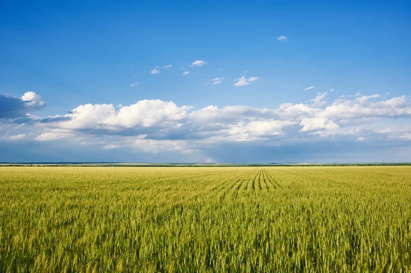 Tavaszi táj - zöld fű Búzamező és a kék ég — Stock Fotó
