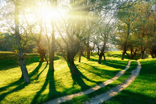 Solnedgång i skogen, solljus med träd skuggor på glade. Marken road — Stockfoto