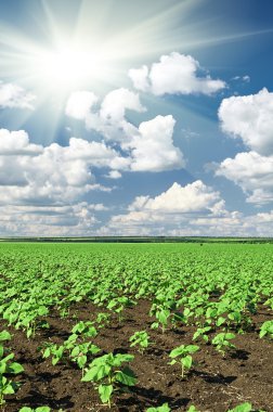 Bahar manzara, yeşil alan sebze fide bush ve mavi bulutlu gökyüzü ile