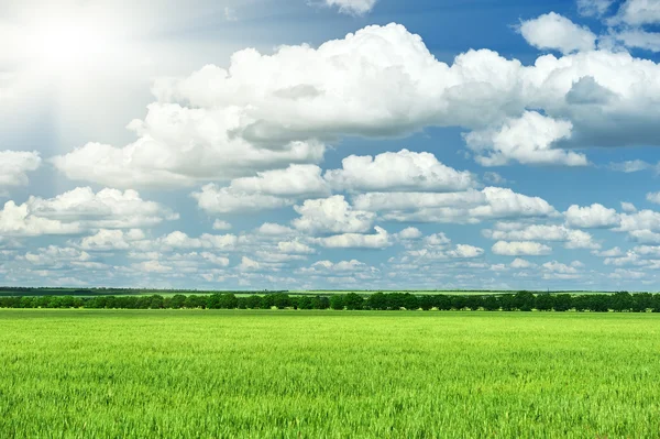 Весенний пейзаж, зеленое поле и голубое облачное небо — стоковое фото