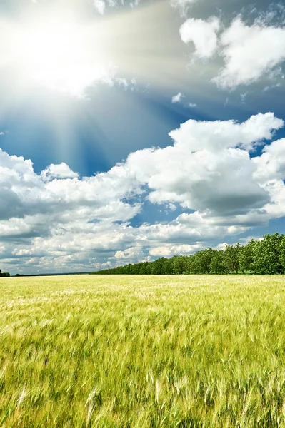 Wiosnę krajobraz, zielone pole i błękitne niebo pochmurne — Zdjęcie stockowe