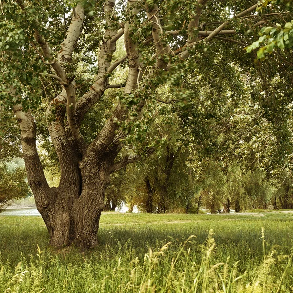 Дерево в лесу, поляна с травой, красивый летний пейзаж в дневное время — стоковое фото