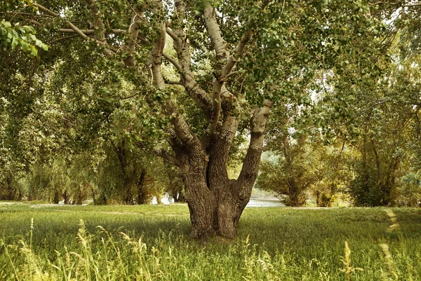 Stora träd i skogen, glade med gräs, vacker sommar landskap på dagen — Stockfoto