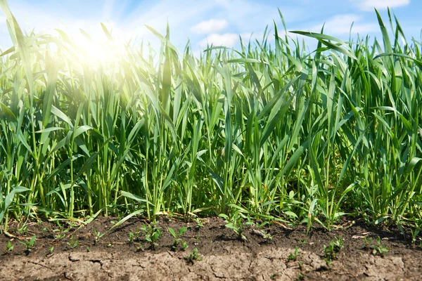 Brotes jóvenes de campo de trigo primer plano y sol, tierra de primavera brillante — Foto de Stock