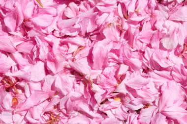 Sakura petal arka plan, parlak güneş ışığı, makro fotoğraf