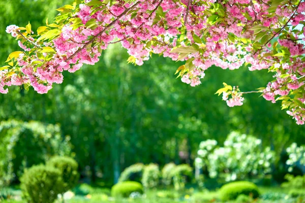 Sakura blossoms in a flower garden, beautiful spring landscape at bright day — Stock Photo, Image