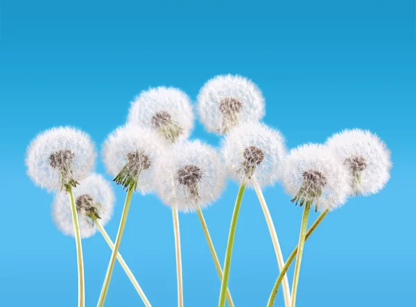 空の背景、春の風景概念のタンポポの花 — ストック写真