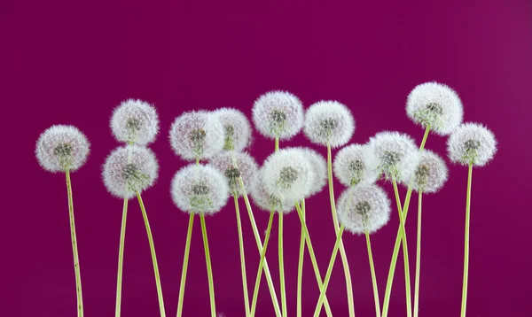 Paardebloem bloem op paarse kleur achtergrond, vele close-up-object — Stockfoto