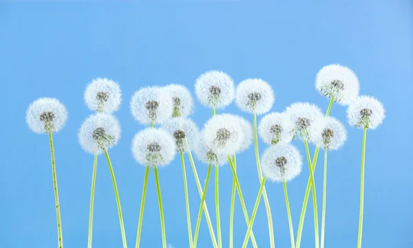 dandelion flower on blue color background, many closeup object