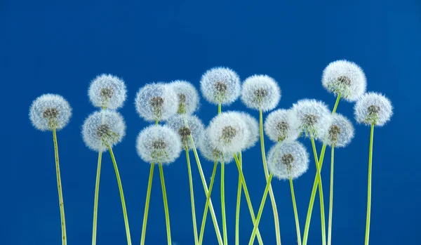 Paardebloem bloem op blauwe kleur achtergrond, vele close-up-object — Stockfoto