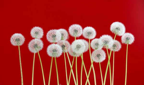 Kırmızı renk arka plan, birçok closeup nesne üzerinde Karahindiba çiçeği — Stok fotoğraf