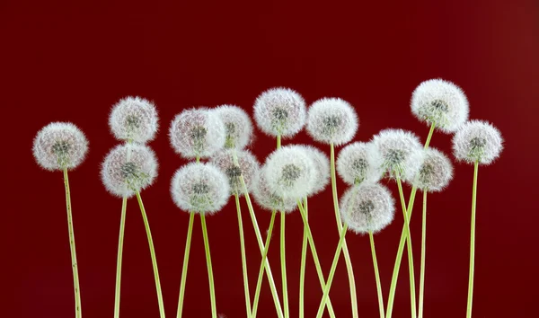 Pitypang virág a sötét piros háttér, sok Vértes objektum — Stock Fotó