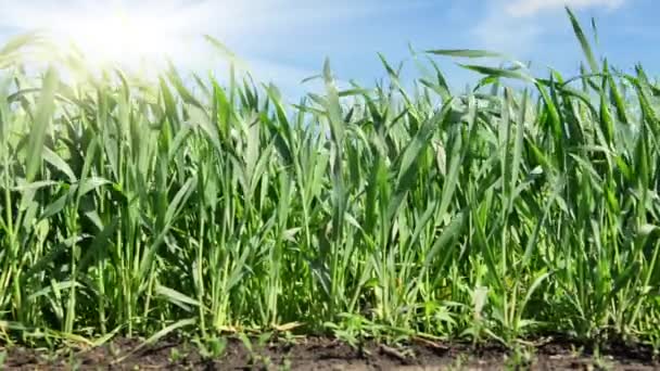 Mladé výhonky obilí na poli blízko pohled s větrem, modrá obloha, jarní krajina, půda — Stock video