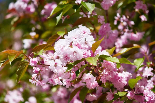 Sakura branches blossoms in a flower garden, beautiful spring landscape at bright day — Stock Photo, Image